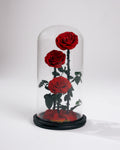 Enchanted Rose XL